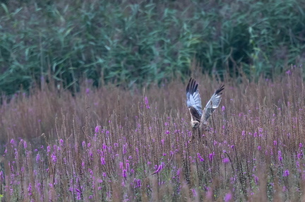 Busard des roseaux Circus aeruginosus - Western Marsh Harrier