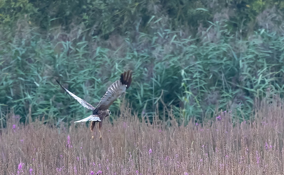 Busard des roseaux Circus aeruginosus - Western Marsh Harrier