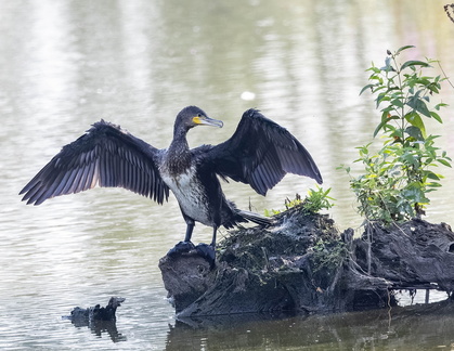 Grand Cormoran Phalacrocorax carbo - Great Cormorant