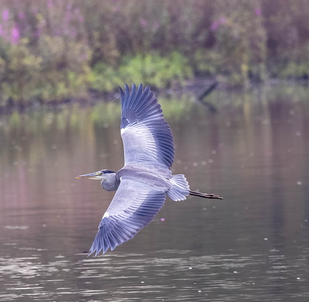 Héron cendré Ardea cinerea - Grey Heron