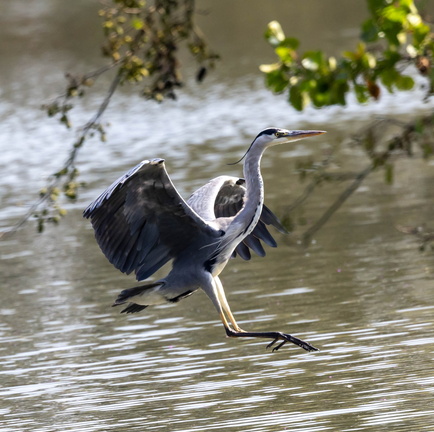 Héron cendré Ardea cinerea - Grey Heron