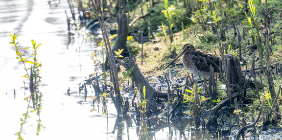 Bécassine des marais Gallinago gallinago - Common Snipe