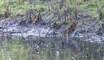 Bécassine des marais Gallinago gallinago - Common Snipe