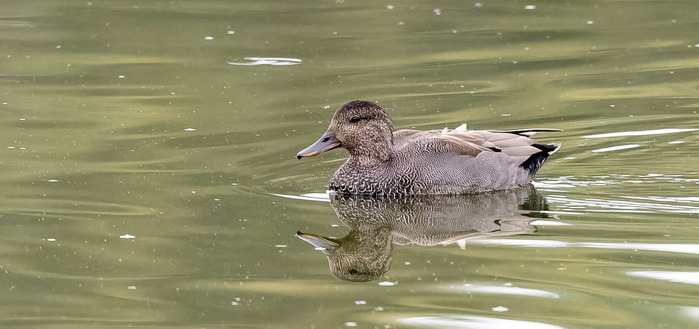 Canard chipeau Mareca strepera - Gadwall