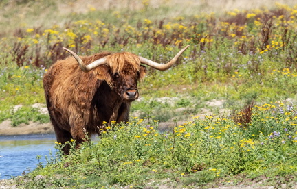 vaches highland