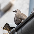Tourterelle turque Streptopelia decaocto - Eurasian Collared Dove