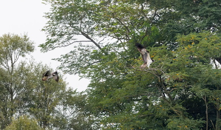 Balbuzard pêcheur Pandion haliaetus - Osprey