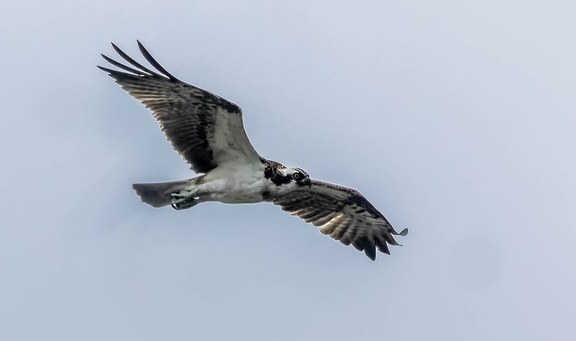 Balbuzard pêcheur Pandion haliaetus - Osprey