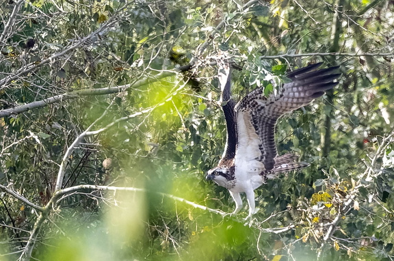 Balbuzard pêcheur Pandion haliaetus - Osprey