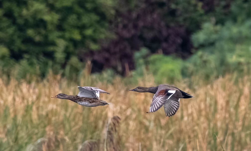 Canard chipeau Mareca strepera - Gadwall