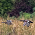 Canard chipeau Mareca strepera - Gadwall