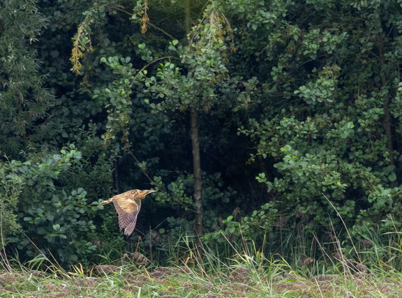 Butor étoilé Botaurus stellaris - Eurasian Bittern