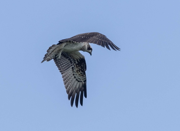 Balbuzard pêcheur Pandion haliaetus - Osprey