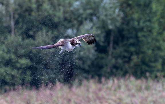 Balbuzard pêcheur Pandion haliaetus - Osprey