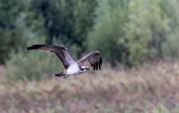 Balbuzard pêcheur Pandion haliaetus - Osprey