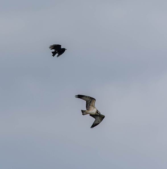 Balbuzard pêcheur Pandion haliaetus - Osprey et Corneille noire Corvus corone - Carrion Crow