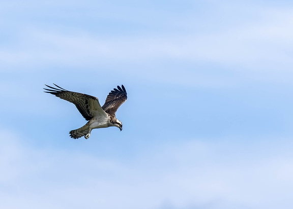 Balbuzard pêcheur Pandion haliaetus - Osprey