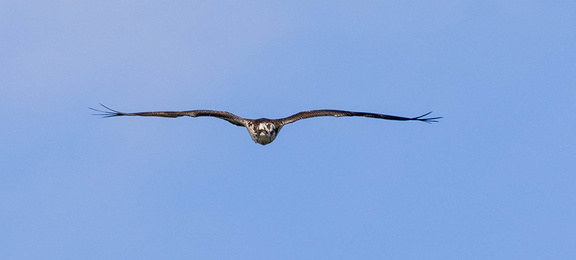 Balbuzard pêcheur Pandion haliaetus - Osprey