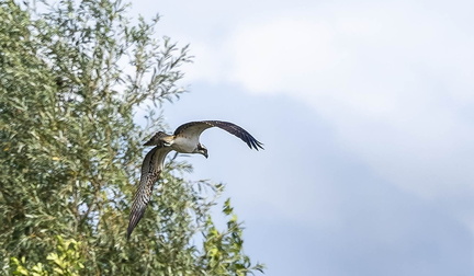 Balbuzard pêcheur Pandion haliaetus - Osprey