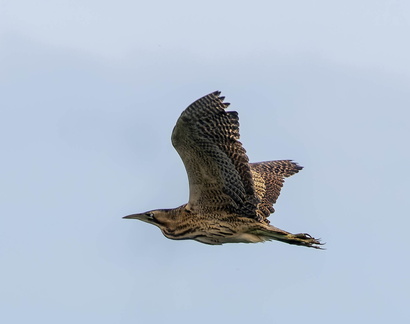  Butor étoilé Botaurus stellaris - Eurasian Bittern