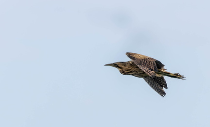 Butor étoilé Botaurus stellaris - Eurasian Bittern