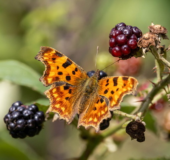 Polygonia c-album Robert-le-Diable