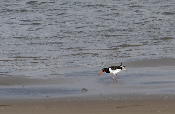 Huîtrier pie Haematopus ostralegus - Eurasian Oystercatcher