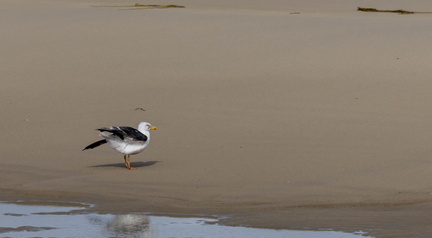 Goéland brun Larus fuscus - Lesser Black-backed Gull