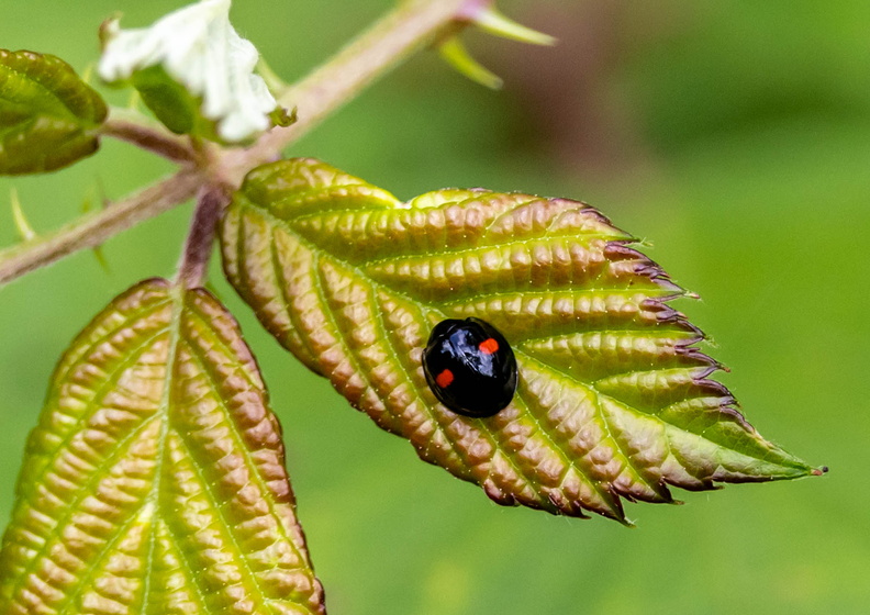 Coccinelle à deux points (Adalia bipunctata) 