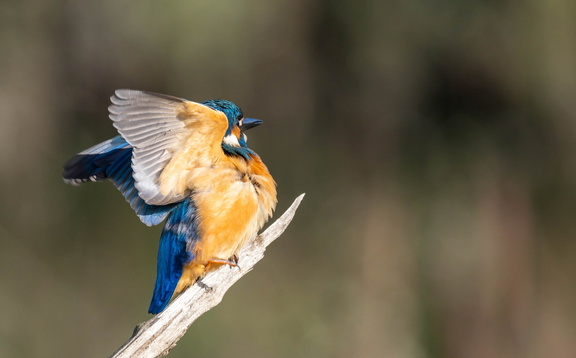 Martin-pêcheur d'Europe Alcedo atthis - Common Kingfisher