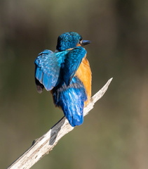 Martin-pêcheur d'Europe Alcedo atthis - Common Kingfisher