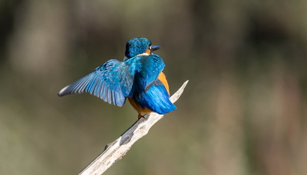 Martin-pêcheur d'Europe Alcedo atthis - Common Kingfisher