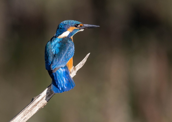 Martin-pêcheur d'Europe Alcedo atthis - Common Kingfisher