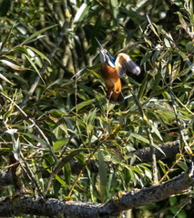 Martin-pêcheur d'Europe Alcedo atthis - Common Kingfisher