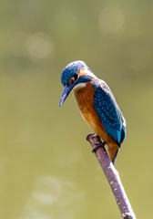 Martin-pêcheur d'Europe Alcedo atthis - Common Kingfisher