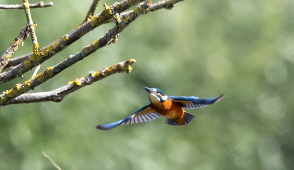 Martin-pêcheur d'Europe Alcedo atthis - Common Kingfisher