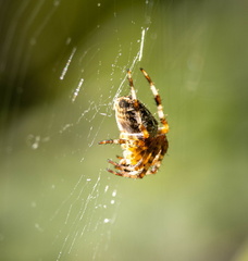 Épeire diadème  Araneus diadematus