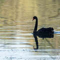 Cygne noir Cygnus atratus - Black Swan