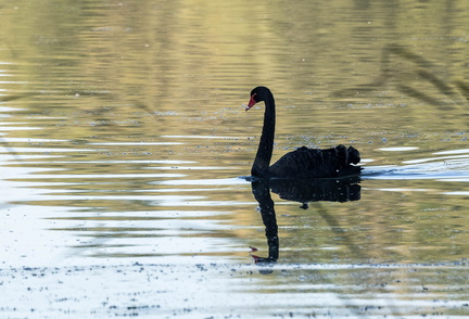 Cygne noir Cygnus atratus - Black Swan