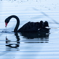 Cygne noir Cygnus atratus - Black Swan