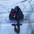 Cygne noir Cygnus atratus - Black Swan