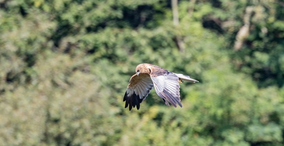 Busard des roseaux Circus aeruginosus - Western Marsh Harr