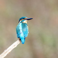 Martin-pêcheur d'Europe Alcedo atthis - Common Kingfisher