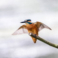 Martin-pêcheur d'Europe Alcedo atthis - Common Kingfisher