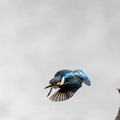 Martin-pêcheur d'Europe Alcedo atthis - Common Kingfisher