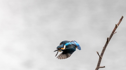 Martin-pêcheur d'Europe Alcedo atthis - Common Kingfisher