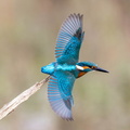 Martin-pêcheur d'Europe Alcedo atthis - Common Kingfisher