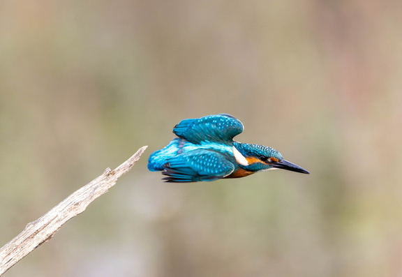 Martin-pêcheur d'Europe Alcedo atthis - Common Kingfisher