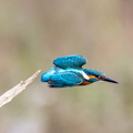 Martin-pêcheur d'Europe Alcedo atthis - Common Kingfisher