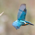 Martin-pêcheur d'Europe Alcedo atthis - Common Kingfisher